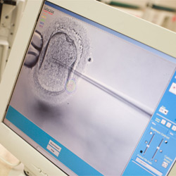 fecundacion-in-vitro-div-icsi